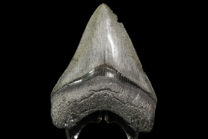 Serrated, Fossil Megalodon Tooth - Georgia #76466